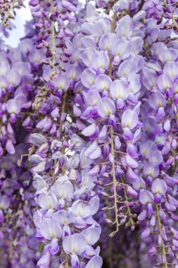 İlkbaharda açan mor salkım çiçekleri.