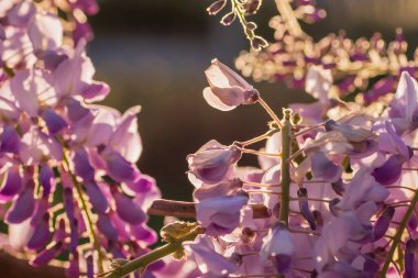 İlkbaharda açan mor salkım çiçekleri.
