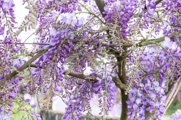 Wisteria purple flowers blooming in spring