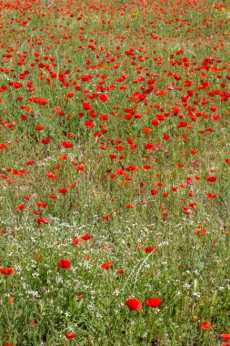 İlkbahar kırsalında açan kırmızı gelincik çiçekleri. 