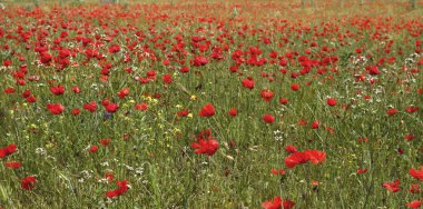 İlkbahar kırsalında açan kırmızı gelincik çiçekleri. 