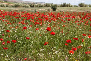 İlkbahar kırsalında açan kırmızı gelincik çiçekleri. 