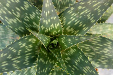 Aloe Vera Fabrikası, kapatın.