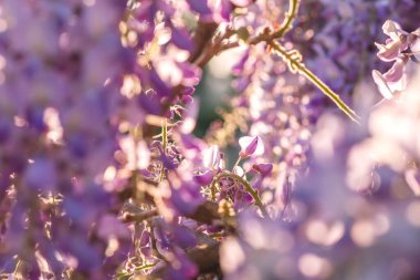 İlkbaharda açan mor salkım çiçekleri. 