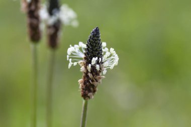 Plantago ana çiçeği yakın çekim