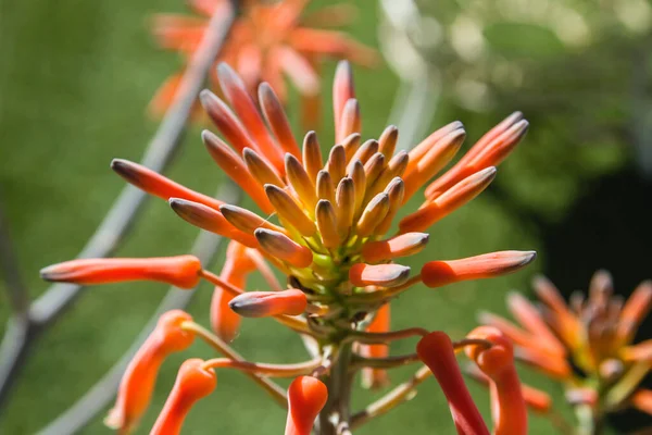 Primer Plano Flor Aloe Vera Flor Roja —  Fotos de Stock