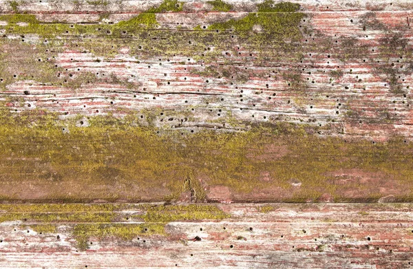 Tahta solucanlarından etkilenmiş eski ahşap doku. 