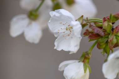 Bahar zamanı kiraz ağacı detayı, kiraz çiçekleri beyaz çiçekler.