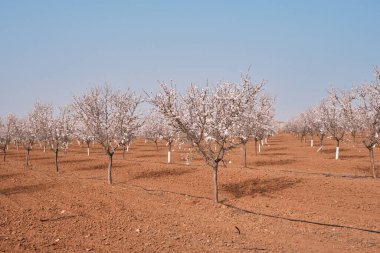 Badem ağaçlarının yeşerdiği baharda tarlalar