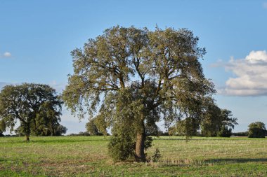 Holm meşesi, yemyeşil ağaçlar, yeşil arazi.