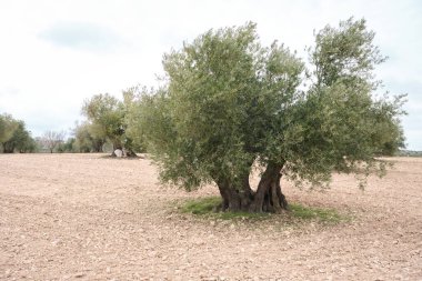 İspanya 'da Olea europaea veya zeytin ağaçları
