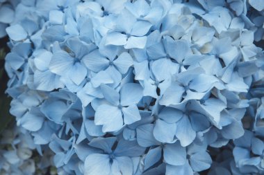 Pale blue hydrangea macrophylla or hortensia flowers close up