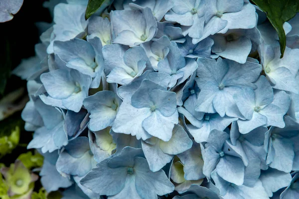 Бледно Голубые Цветки Гималайской Макрофилии Гортензии Закрываются — стоковое фото