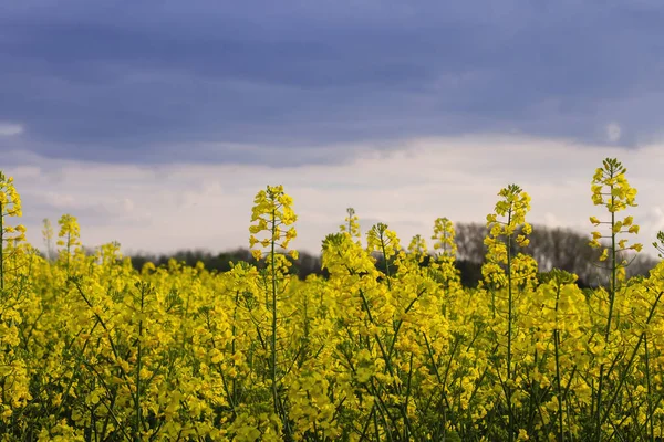 Żółte Kwiaty Rzepaku Kwitnące Ciemne Niebo Burzy Tle — Zdjęcie stockowe