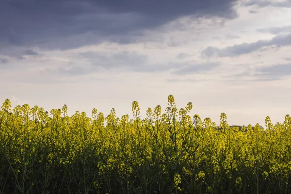 Fiori Gialli Colza Che Sbocciano Cielo Scuro Stormt Sullo Sfondo — Foto Stock