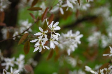 Karlı mezgit çiçekleri serpildi.