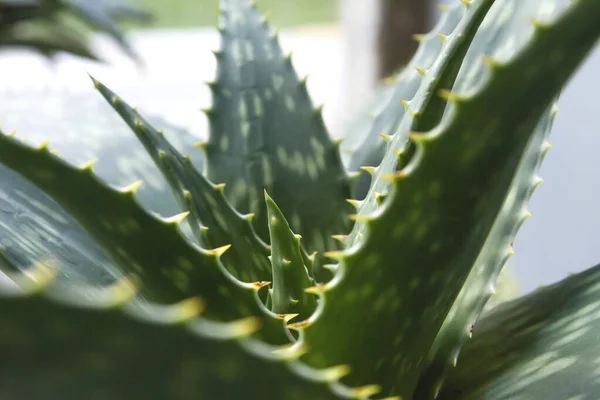 Aloe Barbadensis Planta Aloe Vera Perto — Fotografia de Stock