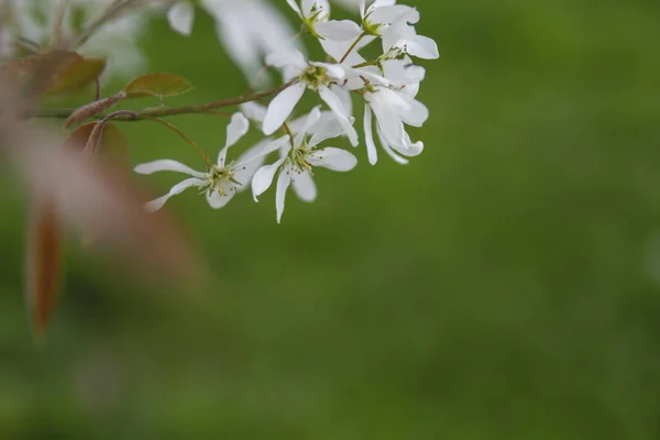 Snowy Mespilus White Flowers Blossoming Sprin — Stock Photo, Image