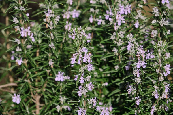 Mor Çiçekli Yabani Biberiye Bitkisi — Stok fotoğraf