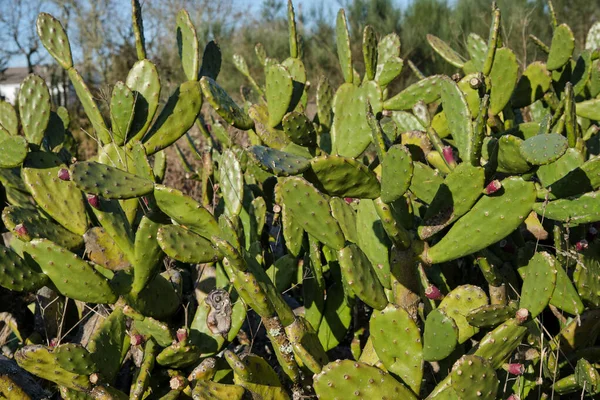 Wilde Opuntia Ficus Indica Oder Kaktusfeige Mit Früchten — Stockfoto