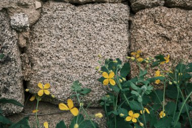 Chelidonium majus or greater celandine plant with blooming yellow flowers growing by a stone wall