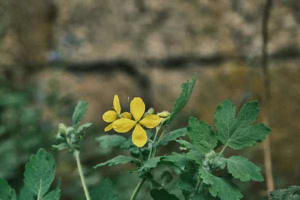 Chelidonium Majus Greater Celandine Plant Open Yellow Flower Blooming Spring — Foto Stock