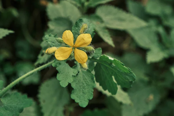 Chelidonium Majus Greater Celandine Plant Open Yellow Flower Blooming Spring — 图库照片