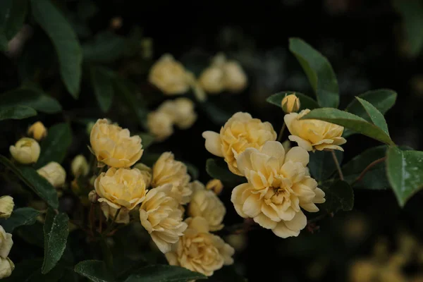 Dettaglio Rosa Banksiae Fiori Giallo Pallido Fiore Primavera — Foto Stock