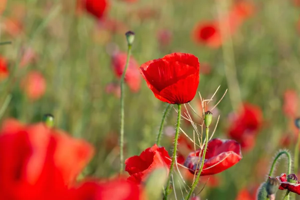 Wild Red Poppy Flowers Blooming Spring — Stock Photo, Image