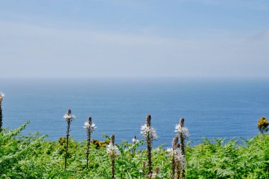 Yaz, kıyı şeridinde açan beyaz çiçekleri selamlıyor.