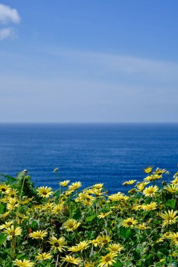 Baharda deniz manzarası çiçek açan karahindiba çiçekleri