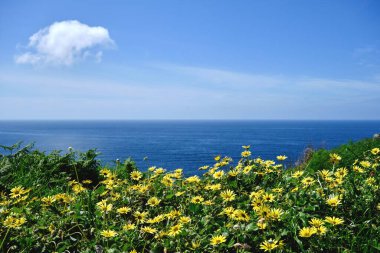 Baharda deniz manzarası çiçek açan karahindiba çiçekleri 