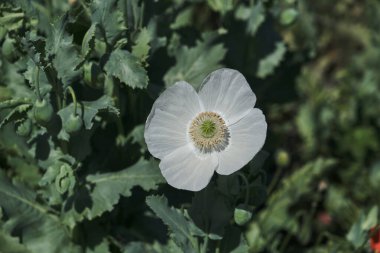 Afyon olarak bilinen Papaver somniferum baharda açan haşhaş çiçeği