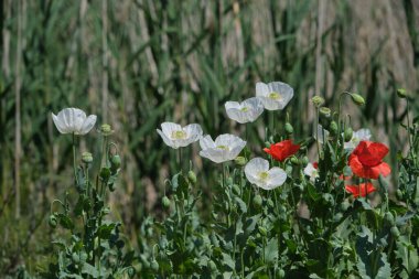 Papaver somniferum known as opium poppy white flower  blooming in springtime clipart
