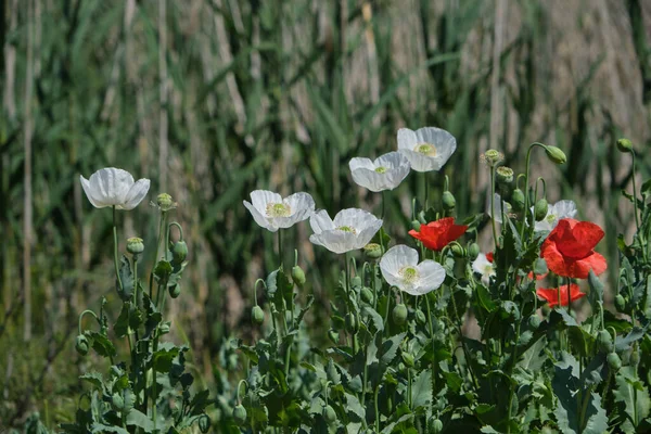 Papaver Somniferum Znany Jako Maku Opium Biały Kwiat Kwitnący Wiosną — Zdjęcie stockowe