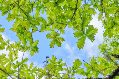 Detail of quercus rober oak tree deciduous foliage fresh green springtime leaves clipart