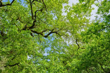 Bahar mevsiminde taze yeşil meşe ağaçları yaprak döker.