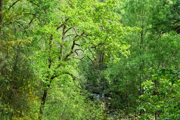 Frisch Grüne Frühlingslandschaft Laubwäldern — Stockfoto