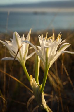 Pancratium maritimum ya da deniz nergis çiçeği. Kıyı kum tepelerinde yabani yetişen, soyu tükenme tehlikesi olan bir bitki..