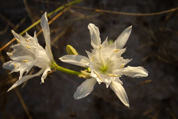 Pancratium Maritimum Oder Narzissen Weiße Blüten Wachsen Wild Den Sanddünen — Stockfoto