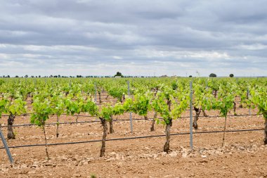 Winemaking vineyard in La Mancha with drip irrigation system watering the plants roots clipart