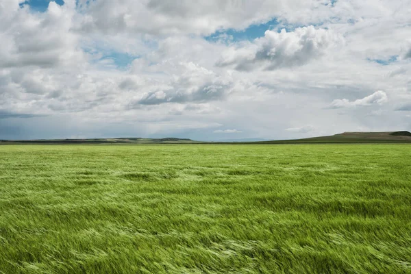 Зелені Поля Пшениці Обширний Сільський Ландшафт Іспанії — стокове фото