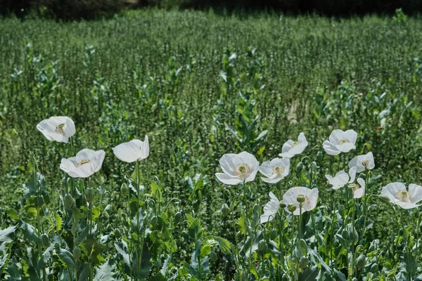 Papaver Somniferum Known Opium Poppy White Flowers Blooming Springtime — Stock Photo, Image