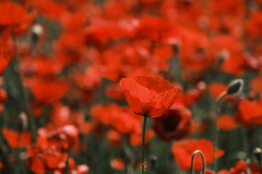 Papaver rhoeas ir kırmızı haşhaş çiçekleri baharda açar
