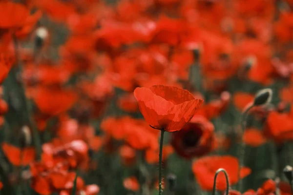 Papaver Rhoeas Czerwony Mak Dzikie Kwiaty Kwitnące Wiosną — Zdjęcie stockowe