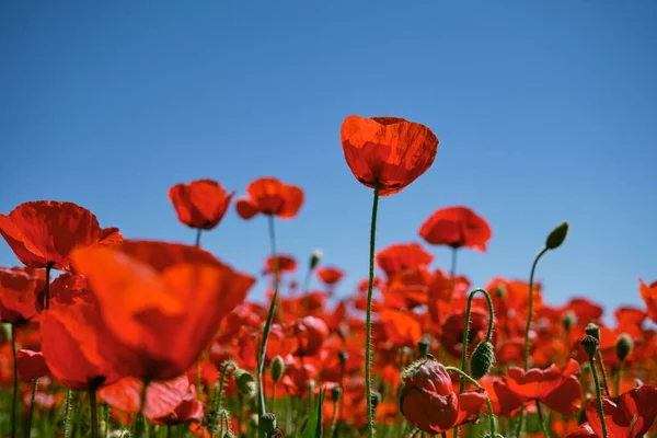 Röd Vallmo Vilda Blommor Blommar Våren Fält Blå Himmel Bakgrund — Stockfoto