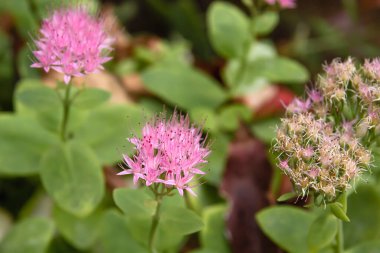 Hylotelephium spectabile pink flowers close up