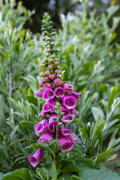 Digitalis Purpurea Foxglove Ανθίζει Την Άνοιξη — Φωτογραφία Αρχείου