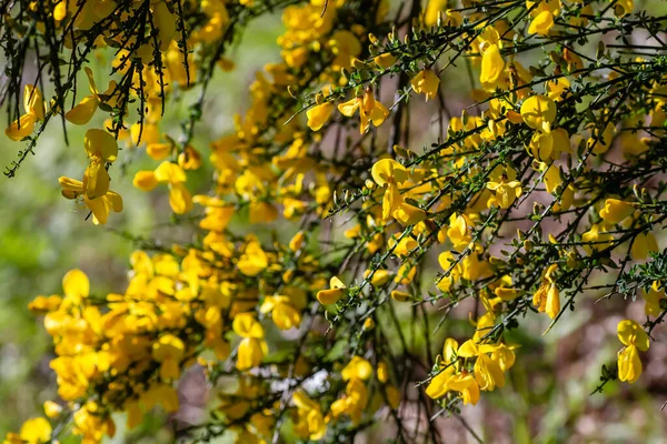 Cytisus Scoparius Scotch Broom Yellow Flowers Blooming Spring — Stock Photo, Image