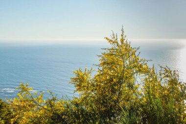 Cytisus scoparius ya da Atlantik kıyı şeridinde açan sıradan süpürge sarı çiçekleri.